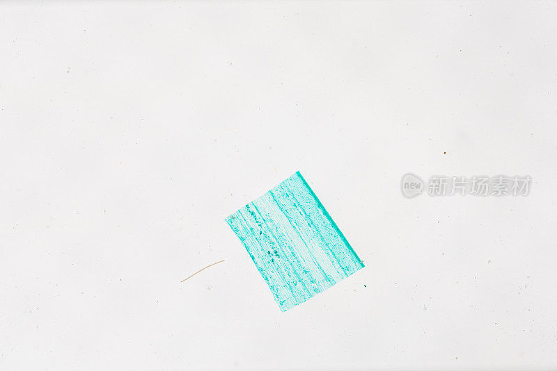 小麦(Triticum aestivum)叶片下表皮
在白色背景的光学显微镜下